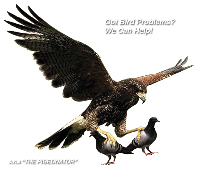 Got Bird Problems? We Can Help!